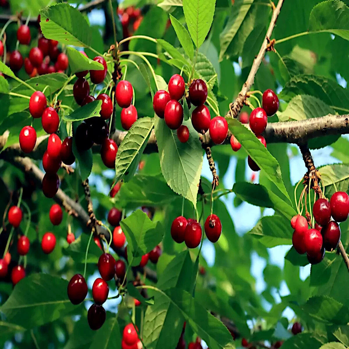 Sweet Mazzard Cherry Tree Seeds (Prunus avium) – 5 Fresh Seeds, Hardy Full Sun