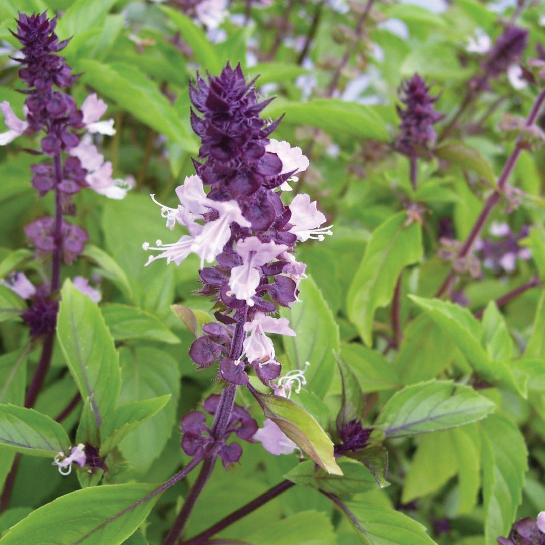 Cinnamon Basil Seeds (Ocimum basilicum) - 300 Seeds, Spicy-Sweet Flavor