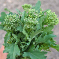 Broccoli Raab Rabe (Brassica rapa) - 150 Seeds | Heirloom Spring Rapini for Planting & Cooking