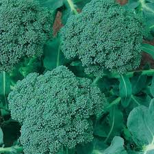 Broccoli Waltham 29 Seeds - 300 Seeds | Brassica oleracea Heirloom