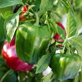California Wonder 300 Sweet Bell Pepper Seeds - 30 Heirloom Capsicum annuum