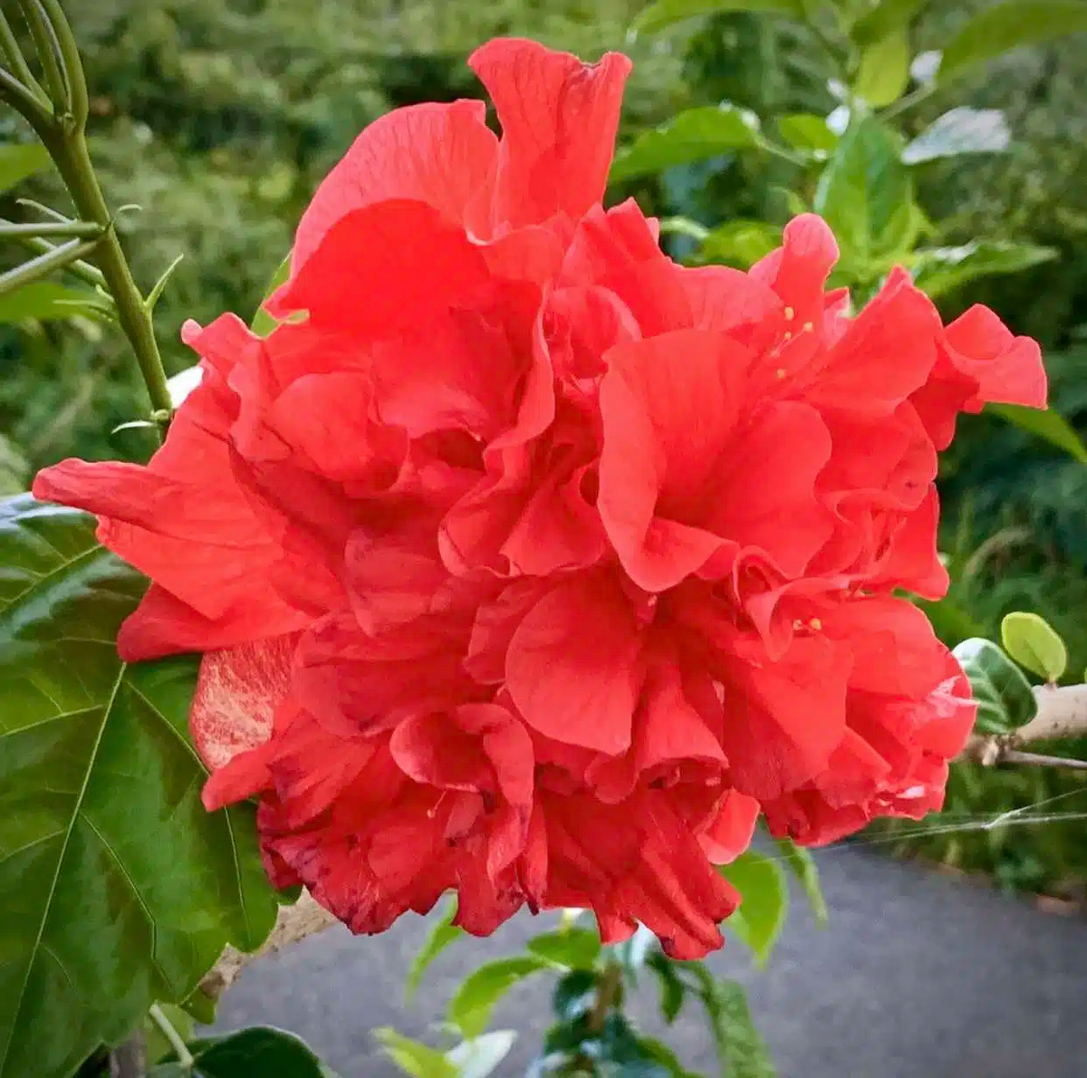 Japanese Carnation Starter Plant - Fragrant, Compact Dianthus chinensis