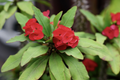Thai Red Crown of Thorns Starter Plant - Euphorbia milii, 5-7 inches tall, well-rooted