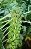 Brussels Sprouts Long Island Improved Seeds - Heirloom, Compact High-Yield