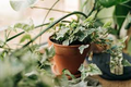 15 English Ivy Rooted Cuttings | Hedera helix - Fast-Growing Privacy Vine