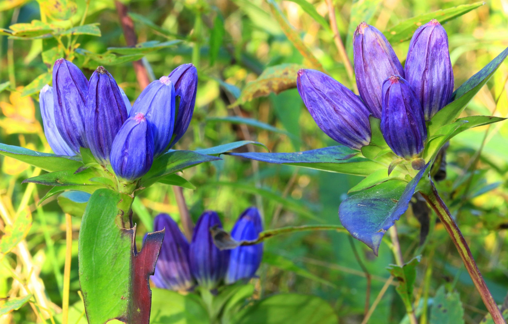 Gentiana Andrewsii (Bottle Gentian) Seeds - 100mg | Native Wildflower for Pollinators