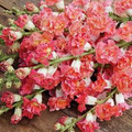 Antirrhinum majus Madame Butterfly Bronze White Snapdragon Seeds – 1000+ Seeds