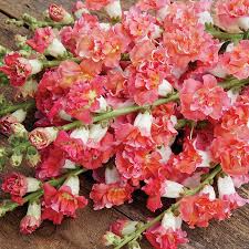 Antirrhinum majus Madame Butterfly Bronze White Snapdragon Seeds – 1000+ Seeds