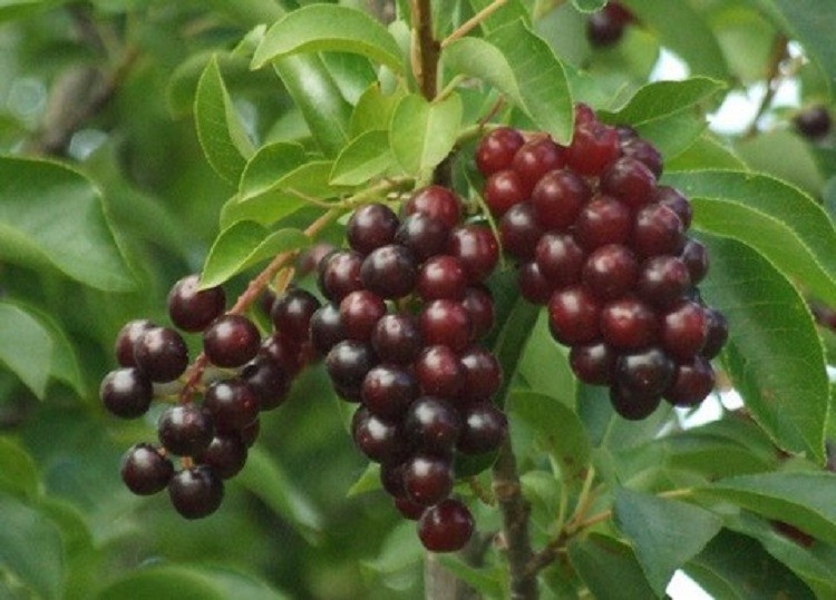 Choke Cherry Tree (Prunus virginiana) Bare Root Live Plant 14-18" - 2-7 Zone