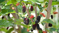 Mulberry Morus alba Cuttings - 10 Early-Fruiting, Easy to Root