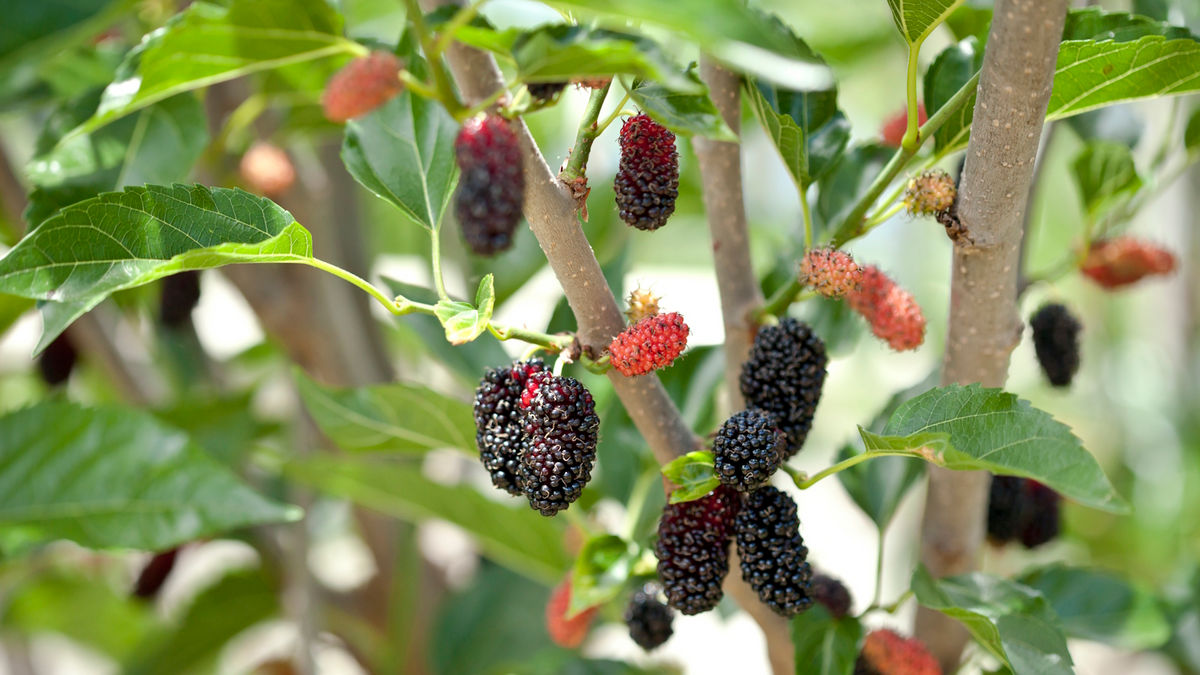 Mulberry Morus alba Cuttings - 10 Early-Fruiting, Easy to Root