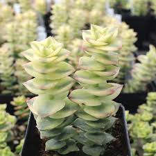 Crassula Perforata Variegata Starter Plant - 2 Fresh Cuttings (3-4")