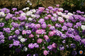 Candytuft Mixed Colors Seeds (Iberis Umbellata) - 1000 Seeds, Ground Cover, Fragrant, Pollinator-Friendly