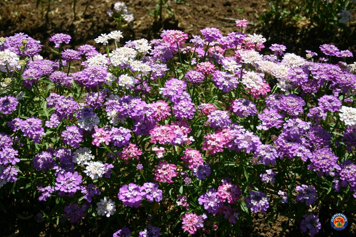 Candytuft Mixed Colors Seeds (Iberis Umbellata) - 1000 Seeds, Ground Cover, Fragrant, Pollinator-Friendly