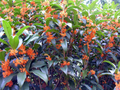 Apricot Echo Osmanthus fragrans Rooted Starter Plant - Bareroot Tea Olive