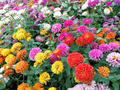 500 Giant Dahlia Flower Seeds California Giants Annual Mix – Zinnia elegans (Annuals) for Garden & Cut Flowers