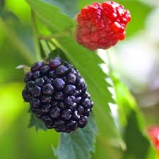 Triple Crown Thornless Blackberry Plants (5 Bare Root) Rubus fruticosus - High Yield, Easy To Grow
