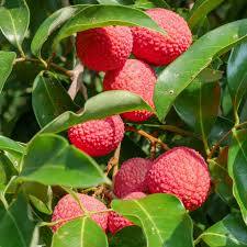 Lychee Brewster Seedling 6-12" Tall | Litchi chinensis Starter Plant
