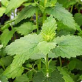 Catnip Seed (Nepeta cataria) - 2000 Seeds for Cats, Tea, and Gardens