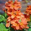 Orange Crossandra Firecracker Flower Plug — 1 Live Plant, 7-10" Tall