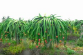 25 Seeds White Dragon Fruit Plant (Pitahaya) - Hylocereus Undatus | Edible Cactus