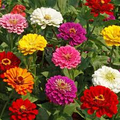 California Giant Zinnia Seeds (Zinnia elegans) - 100 Seeds, Mixed Colors