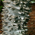 20 Hercules' Club Tree Seeds (Zanthoxylum clava-herculis) Prickly Ash, Fast-Growing, Full Sun