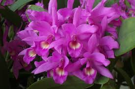 Cattleya skinneri Pink Live Orchid Seedling - 2" Pot | National Flower of Costa Rica