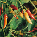Tabasco Hot Pepper Seeds (Capsicum frutescens) - 250mg Seed Packet, Non-GMO
