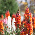 Antirrhinum majus Frosted Flames Snapdragon Seeds – 1000+ Heirloom Seeds, Variegated, Pollinator-Friendly