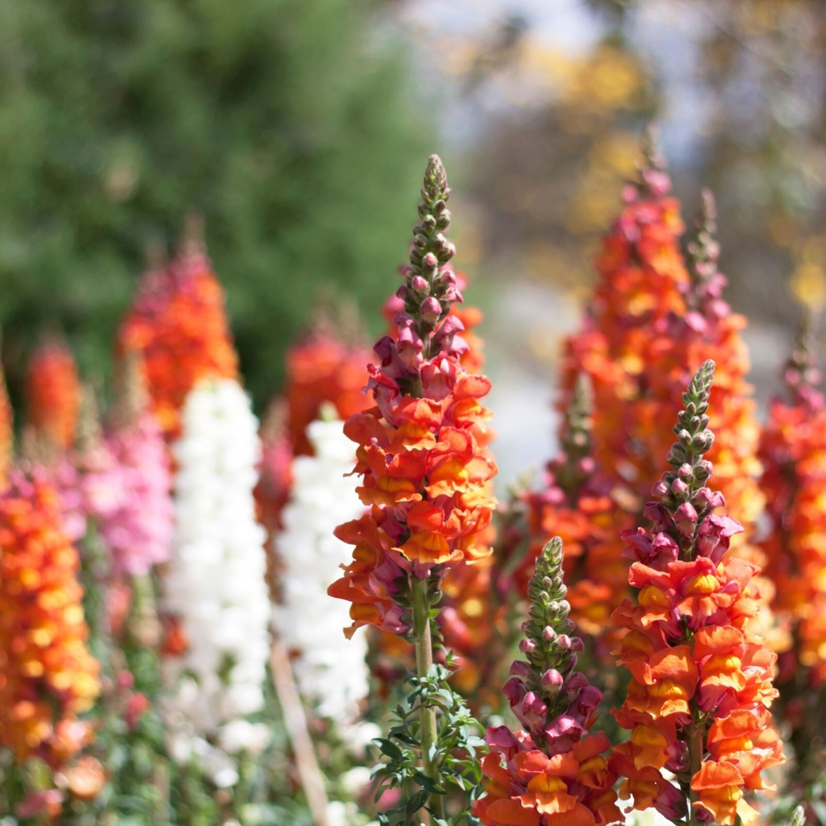 Antirrhinum majus Frosted Flames Snapdragon Seeds – 1000+ Heirloom Seeds, Variegated, Pollinator-Friendly