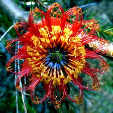 5 Lantern Banksia Fireworks Seeds (Banksia ericifolia) – Exotic Drought-Tolerant Shrub