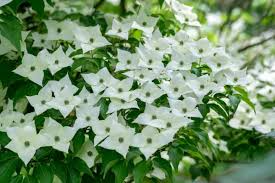 Kousa Dogwood Tree Seeds (Cornus kousa) – Milky Way, White Flowers, Red Fruit, Hardy 5-8 Zones