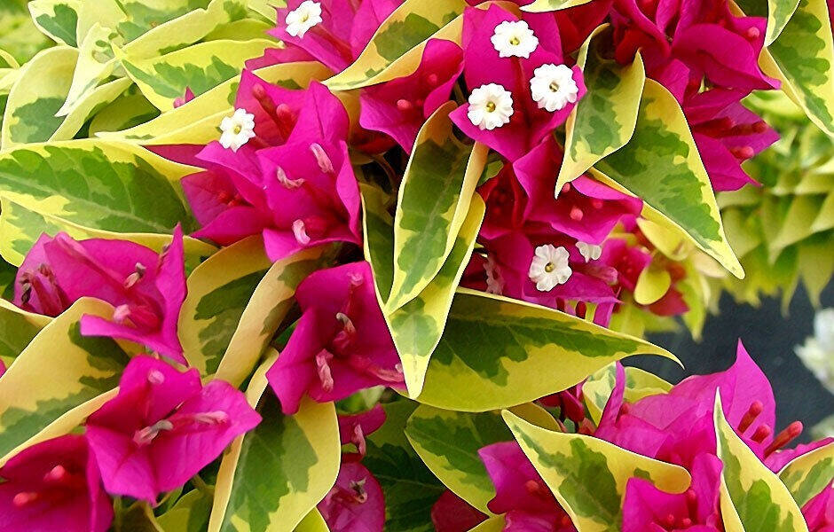 Pink Pixie Queen Bougainvillea Starter Plant | Well-Rooted Live Tropical Plug (USA Seller)