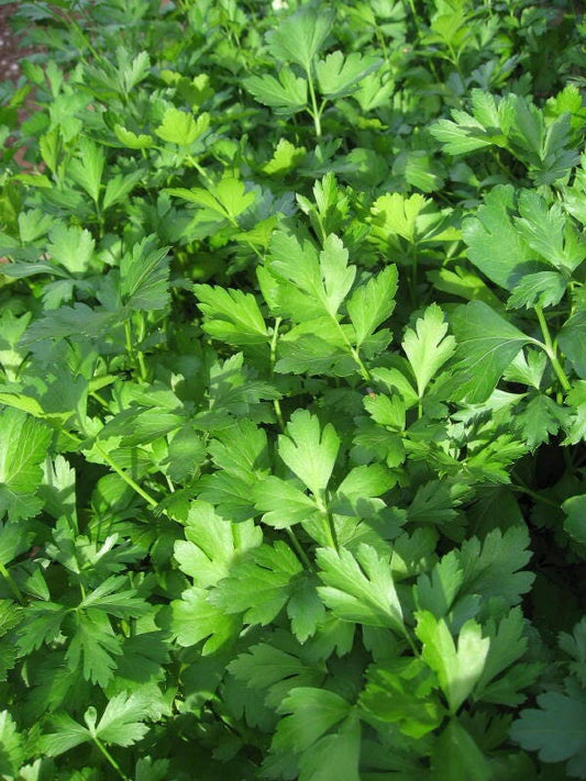 500 Parsley Seeds - Dark Green Italian Giant | Petroselinum crispum