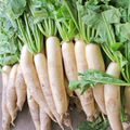 Japanese Minowase Daikon Radish Seeds - 1g, Heirloom, Non-GMO, Long White Roots, 60 Days