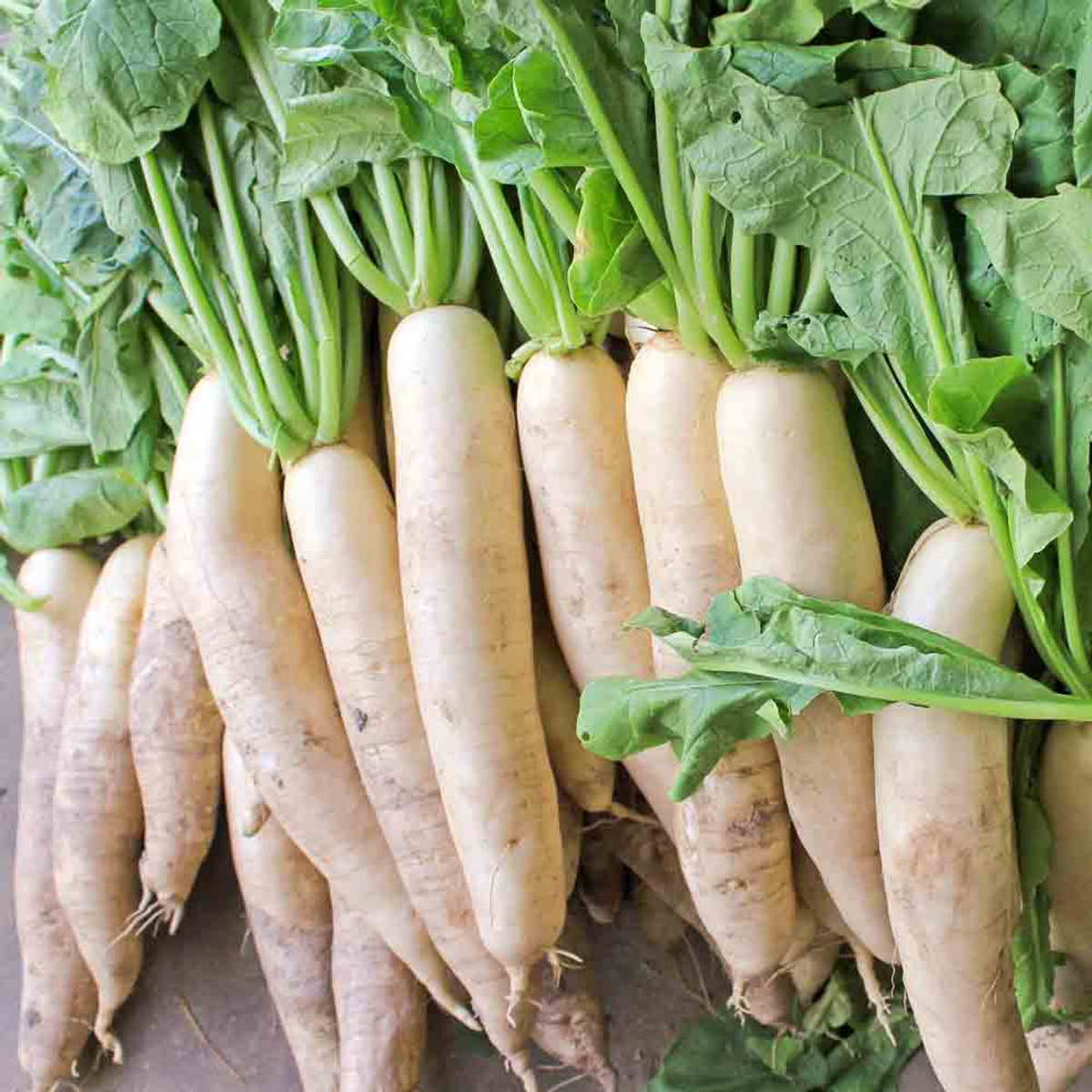 Japanese Minowase Daikon Radish Seeds - 1g, Heirloom, Non-GMO, Long White Roots, 60 Days