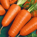 Red Cored Chantenay Carrot Seeds (300-Pack) – Heirloom Daucus carota, Sweet Crisp