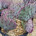 Opuntia Macrocentra Prickly Pear Cutting (5+) - Unrooted Purple Cactus, Black Spines, Cold Hardy