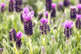 Italian Lavender (Lavandula stoechas) Seeds | Fragrant Purple Herb