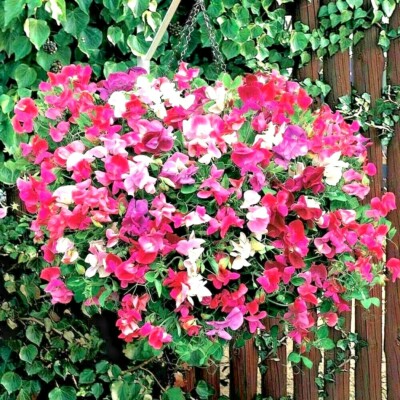 Jacko Sweet Pea Seeds – Violet-Blue Climbing Blooms for Trellises & Borders – 50+ Seeds
