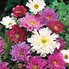 Cosmos bipinnatus - 200+ Double Click Mixed Cosmos Seeds (Pink, White, Rose)