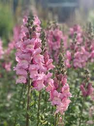 Antirrhinum majus Potomac Lavender Snapdragon Seeds – 1000+ Potomac Lavender Soft Purple Blossoms