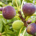 100 Smith Fig Seeds – Ficus carica Heirloom Fig Seeds for Garden & Home