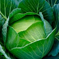Cabbage Copenhagen Market Seeds - Brassica oleracea (Heirloom, 1g ~200 seeds)
