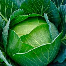 Cabbage Copenhagen Market Seeds - Brassica oleracea (Heirloom, 1g ~200 seeds)