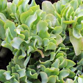Crassula Arborescens Undulatifolia ‘Ripple Jade’ Bare Root Plant – 1 Live 3”