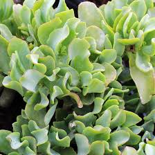 Crassula Arborescens Undulatifolia ‘Ripple Jade’ Bare Root Plant – 1 Live 3”