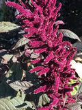 Amaranth Opopeo Red Flower Seeds - 1500 Non-GMO Amaranthus for Edible Leaves & Grains