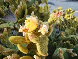 Opuntia liguiformis Cow's Tongue Cactus Pad Cutting (8-10") – Cold Hardy, Golden Orange Blooms